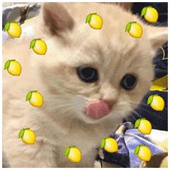 晖货清单520礼物收不停进来一起吃柠檬