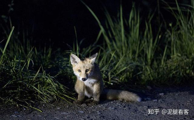 第二种爱好:打夜狐.