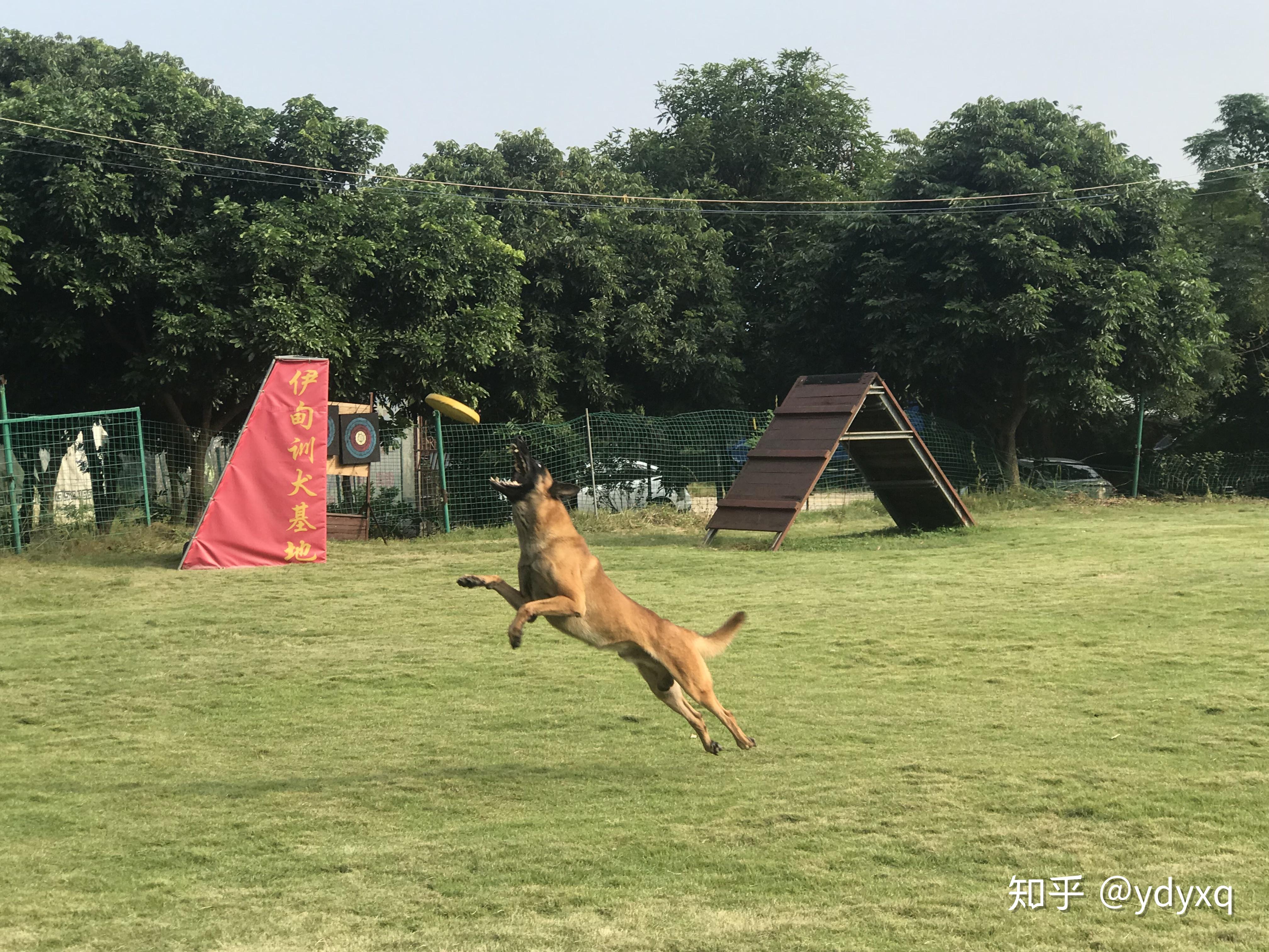 中山伊甸园训犬纠正狗狗各种坏习惯