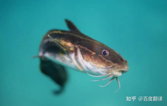 Cat是“猫”，fish是“鱼”，catfish是什么？网友直呼：很形象！ - 知乎