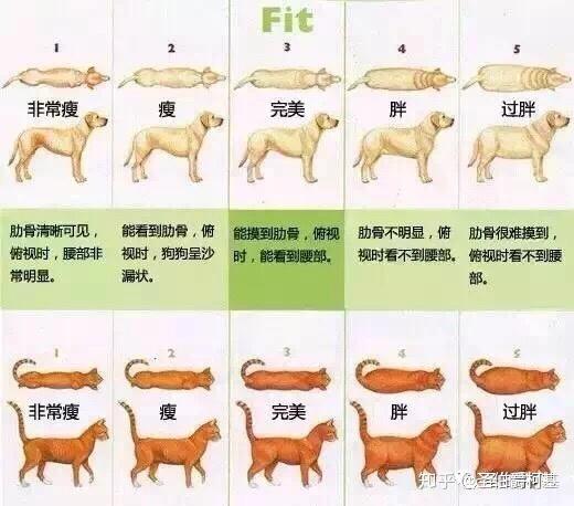 狗狗吃多少才健康 知乎