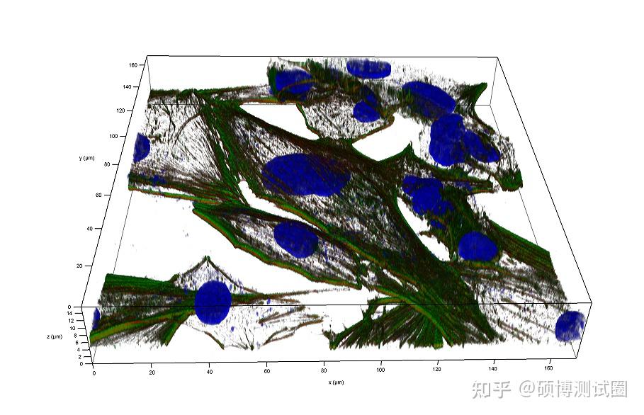 一文读懂激光共聚焦显微镜(lscm)!