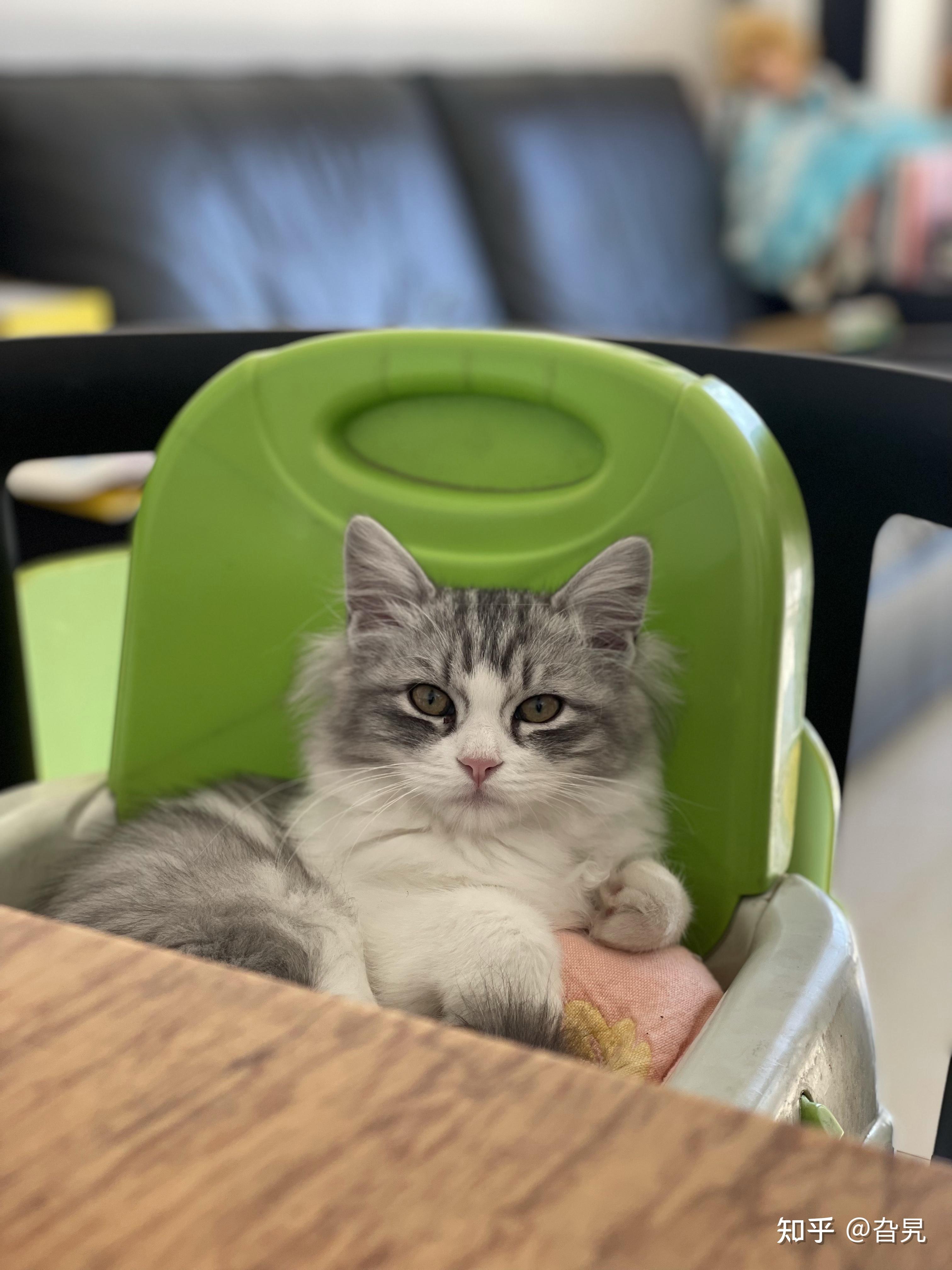 布偶串美短孩子长大啥样呢? - 知乎