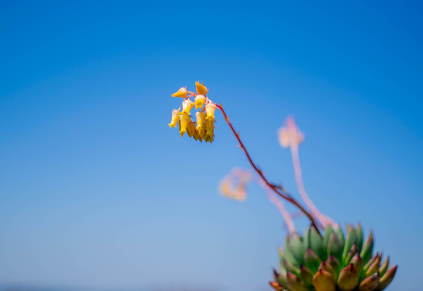 多肉开花了会死 别紧张 来看看怎么处理多肉的花剑吧 知乎
