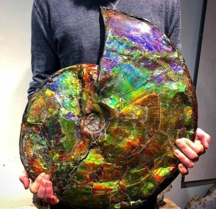七色彩虹般的最美丽菊石,博物馆的镇馆之宝:彩斑宝石【睡前软体动物学