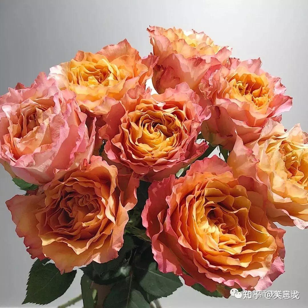 玫瑰花的特点，玫瑰花的形状,特点.颜色.气味各是什么