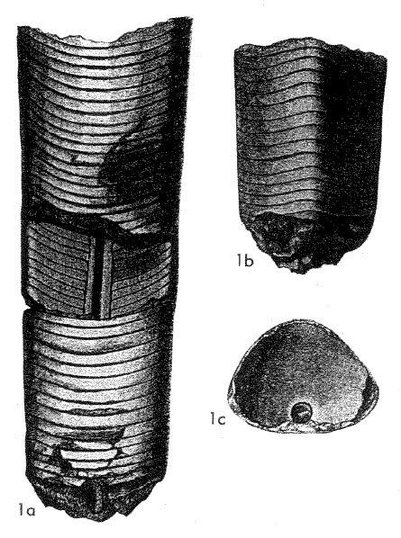 头足纲小传35芸芸众生直角石目假直角石目