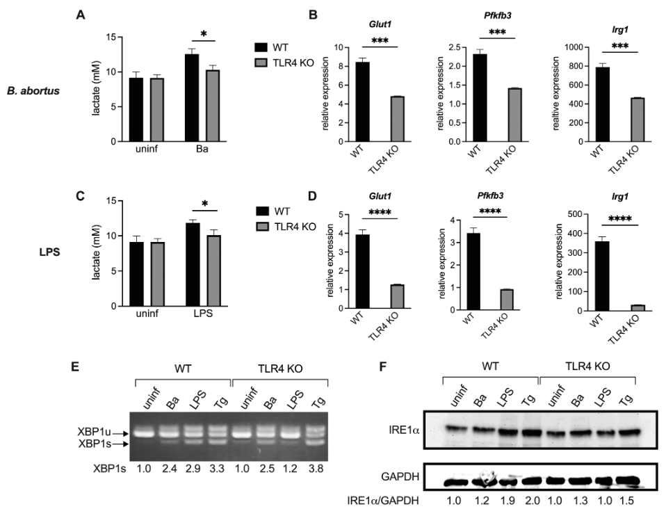 美国微生物协会mBio丨IRE1α-XBP1 信号轴促进糖酵解重编程以响应炎症刺激 - 知乎