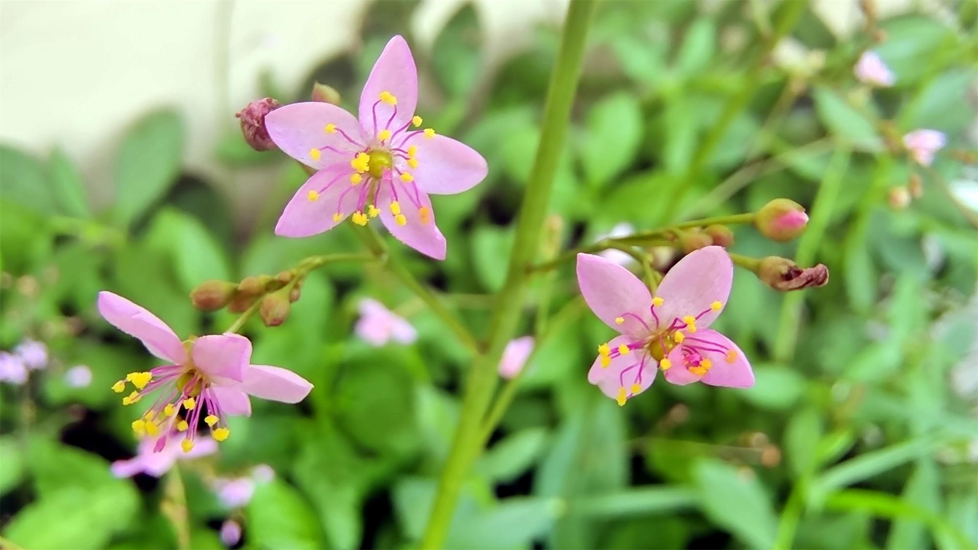 美丽吉安之赏花系列:土人参花开迷人 - 知乎