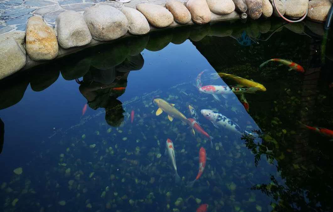 如何打造一个清澈的池塘鱼池锦鲤池