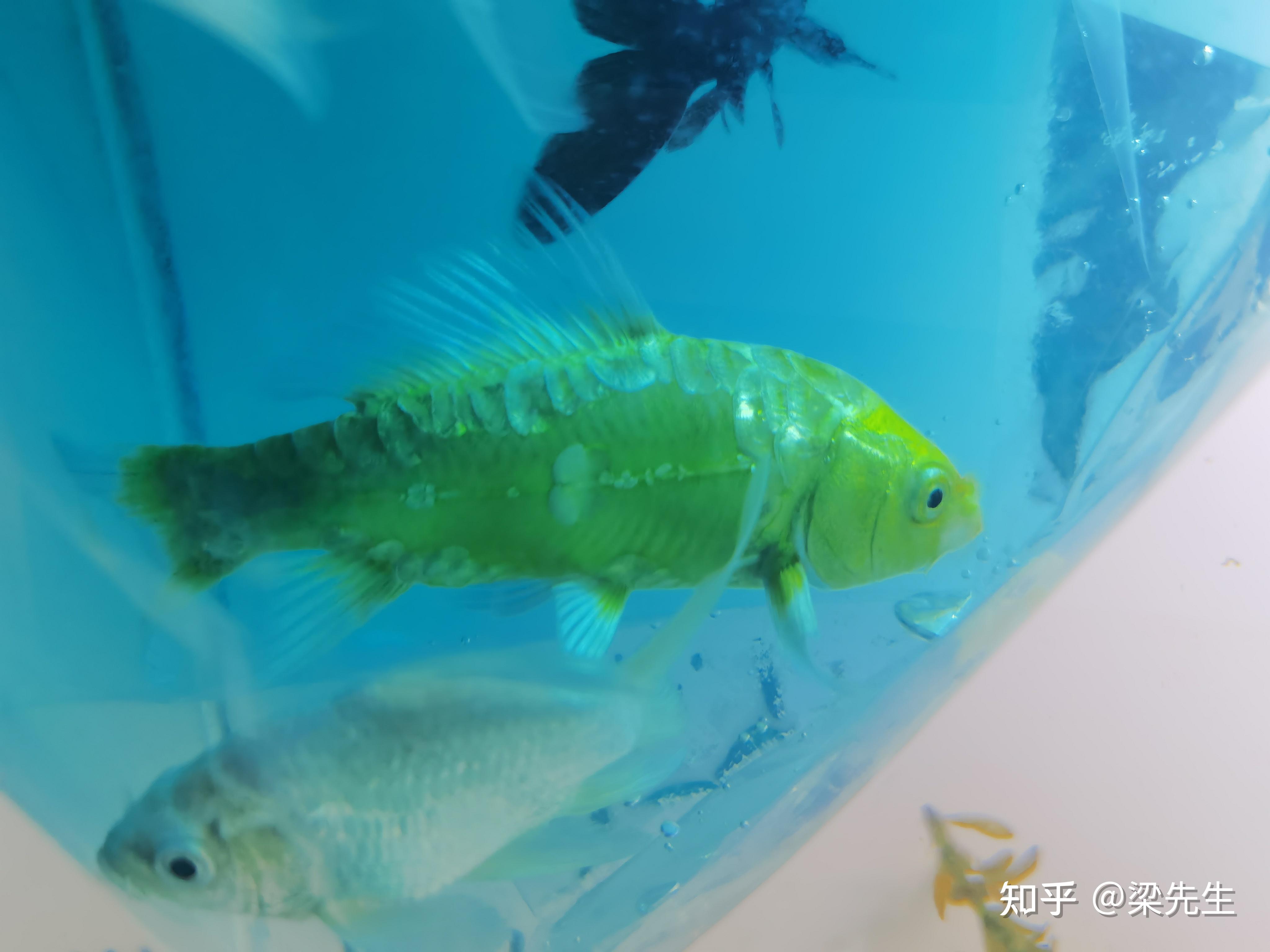 这个是什么鱼来着 - 知乎