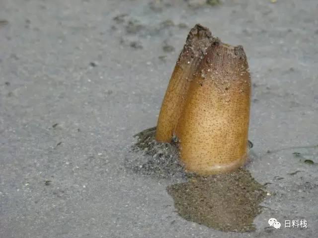 海松贝挖掘技术哪家强也许不用找蓝翔