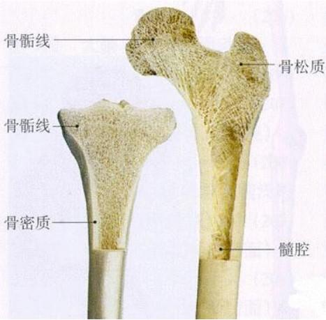 骨板 结构图图片