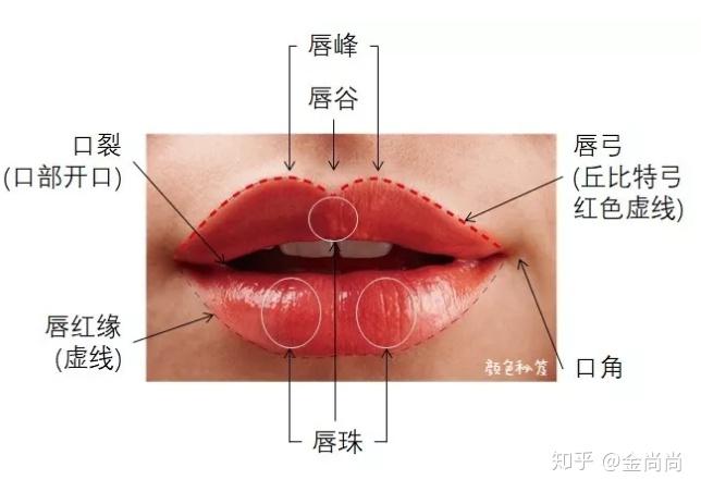 唇部动脉分布图图片