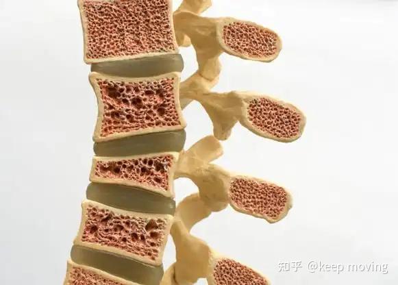 骨组织结构及骨质疏松模型 - 知乎