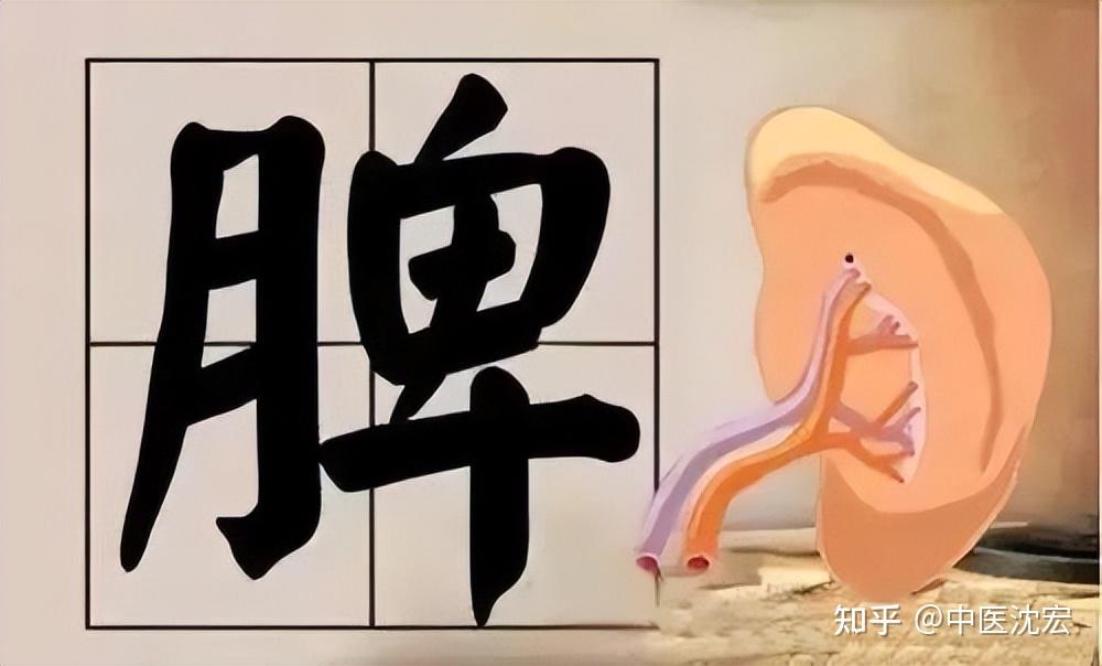 脾虚百病生，正确养脾三步走：补脾、健脾、醒脾，让你脾好百病消 - 知乎