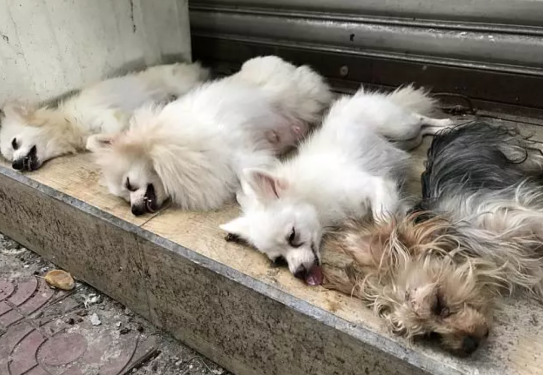 割声带截肢电击当爱变成我的噩梦