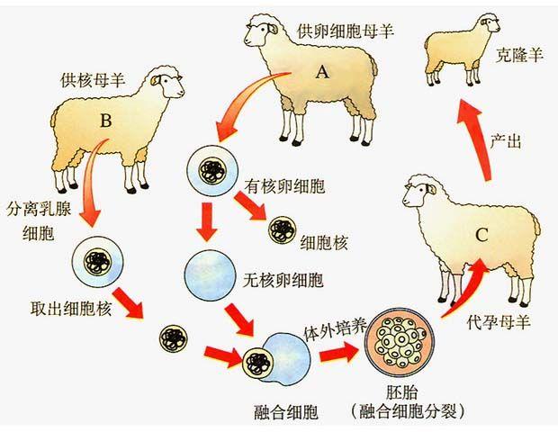 然后从母羊b的乳腺细胞中分离出细胞核,并将该细胞核移植到被摘除细胞