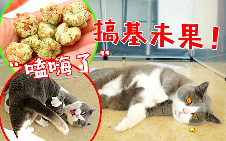 吃了这个果子 家里的三只猫嗨到翩翩起武 一开始我也不信 知乎