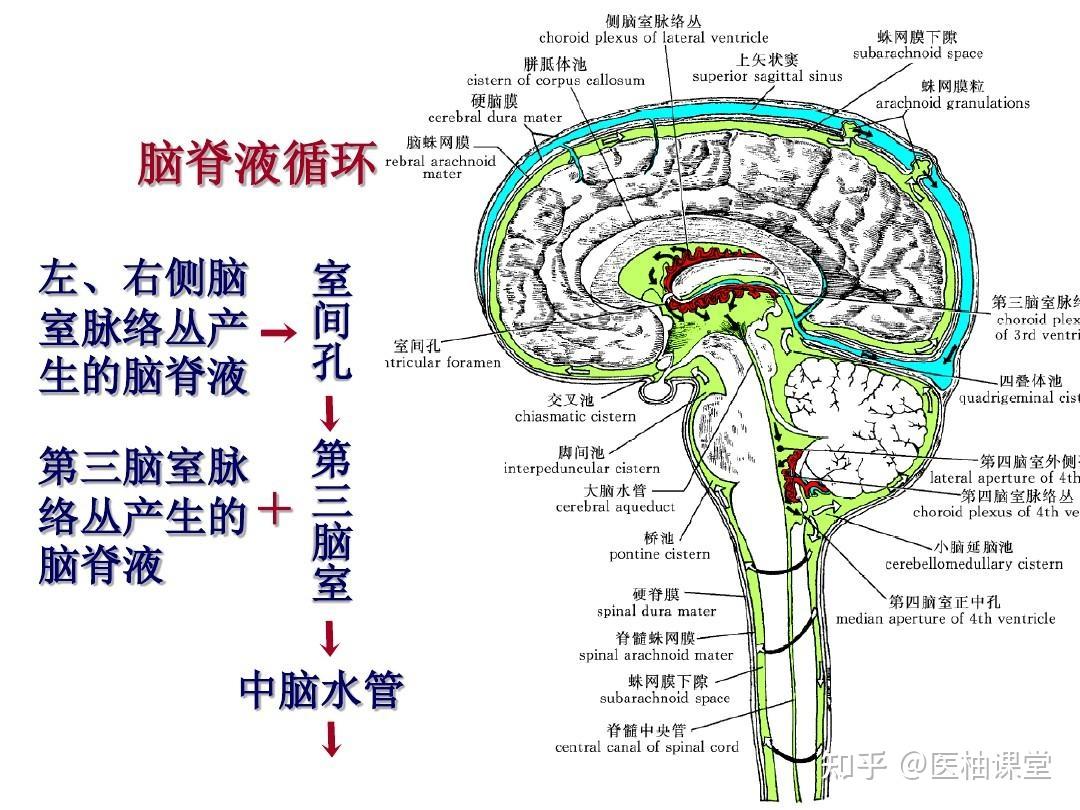 这种功能称为血脑屏障