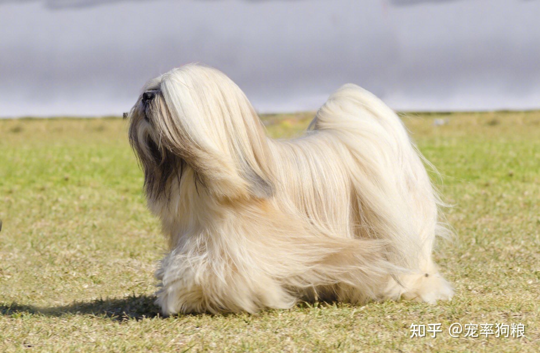 拉萨犬品种图片
