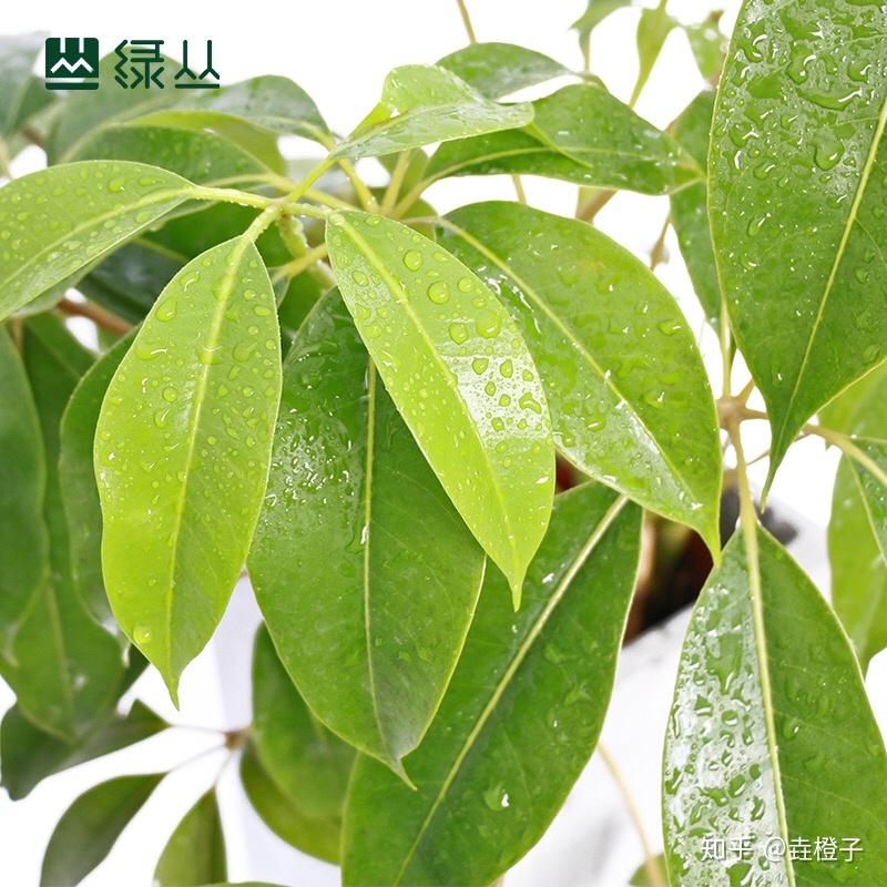 日本大叶伞,养一棵就会爱上的高颜植物,推荐给大家。 - 知乎