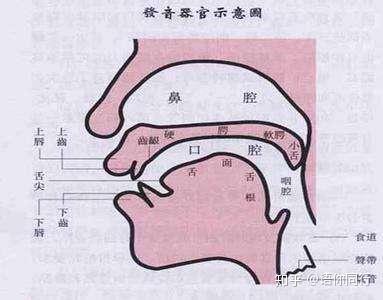 鼻音重 zhuanlan.zhihu.com