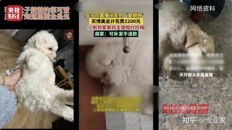 央视曝光沛县直播销售"星期宠"产业链,当地政府发布最新通报 - 知乎