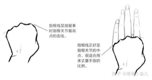 妈妈再也不用担心我不会画手了 基础入门 手部画法的解剖 知乎