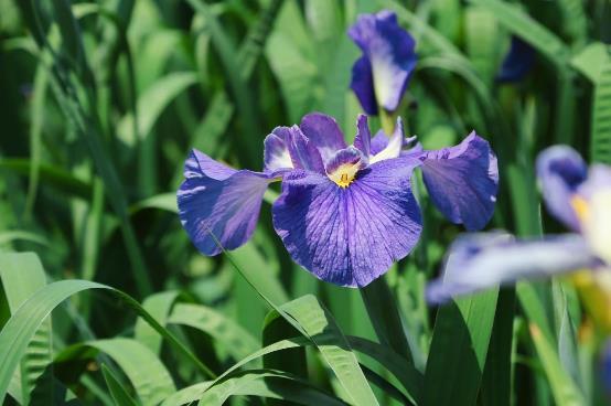 二十四节气 小满 今日小满 万物可期 知乎