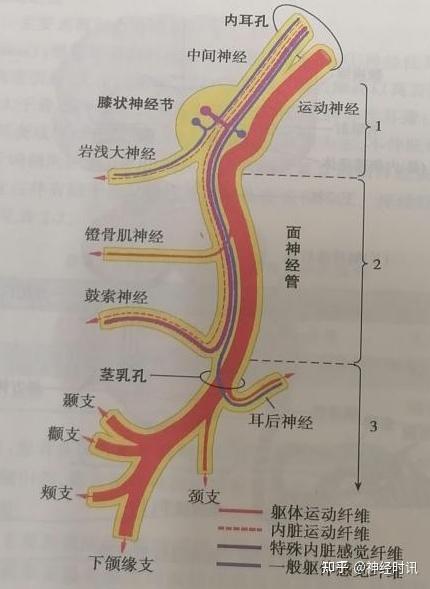 面神经麻痹知多少?这些诊疗要点要明晰! - 知乎