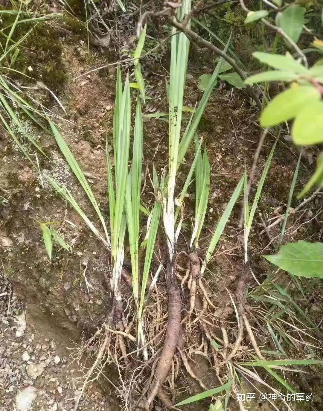 中药材：仙茅 - 知乎