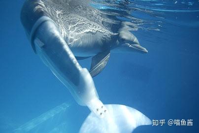 参观冲绳美丽海水族馆有感
