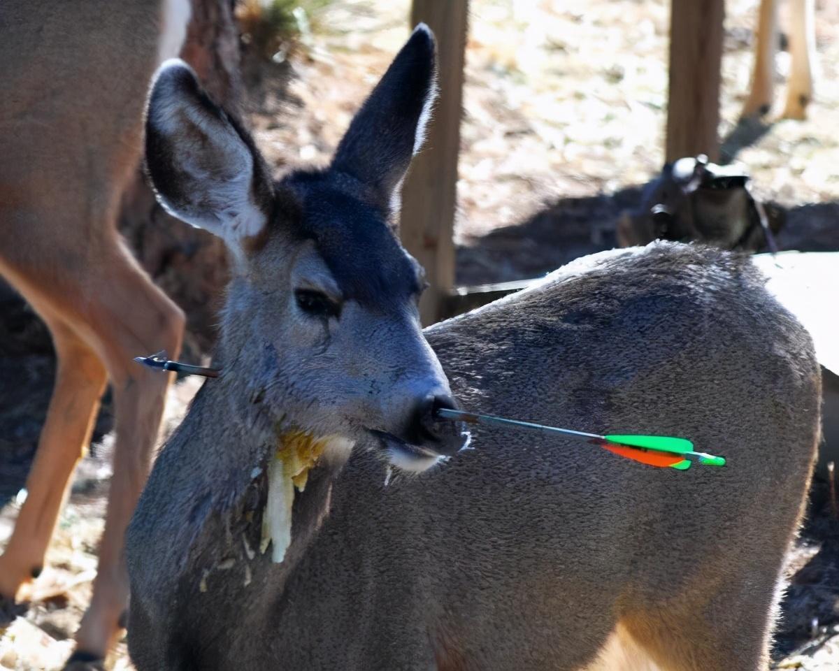 好惨又一头鹿被箭射穿头部还到处跑来跑去人类应该反思了