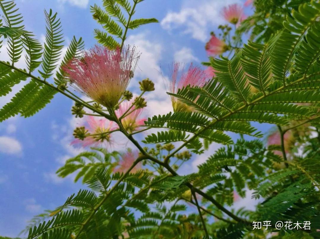 合欢树盆景的鉴赏与满树繁花的技术浅谈 - 知乎