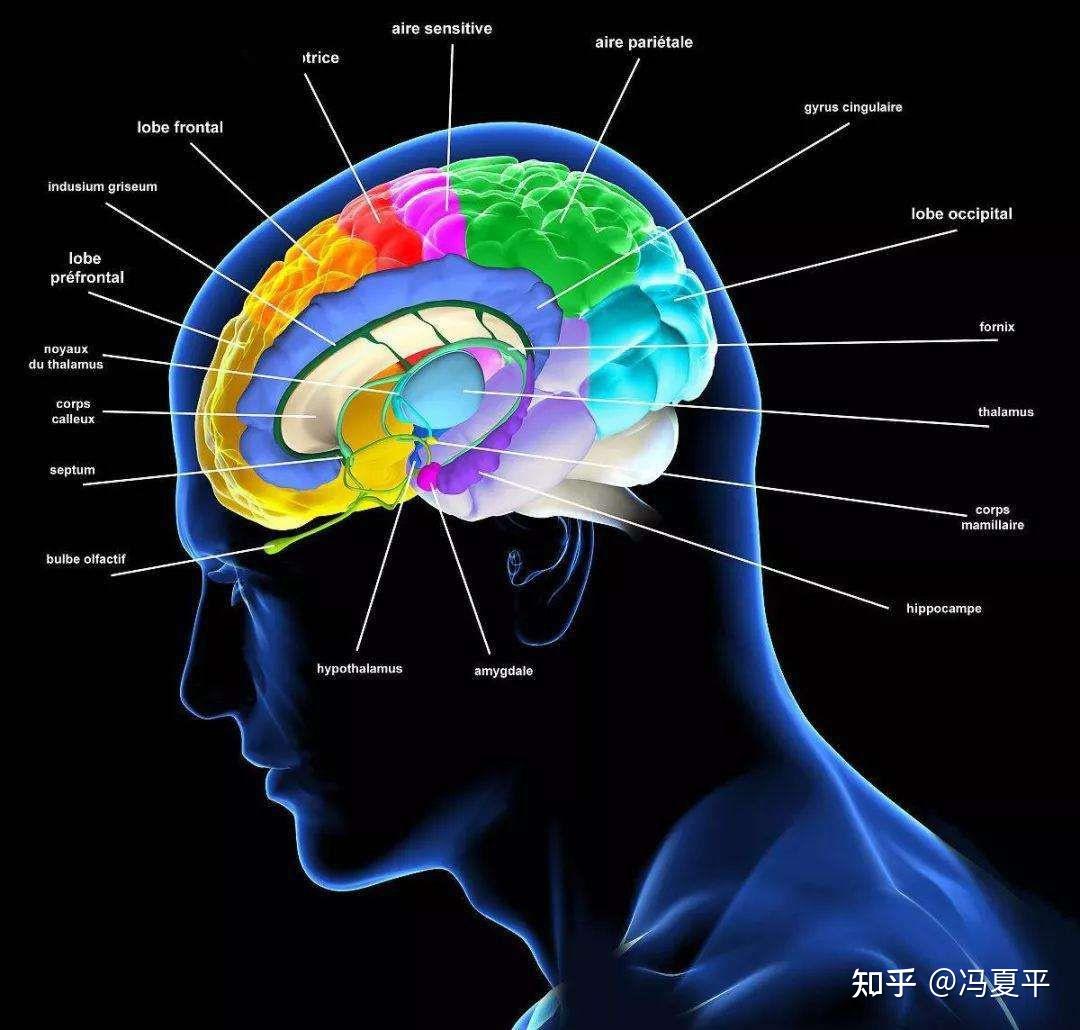 大脑的外层叫 zhuanlan.zhihu.com