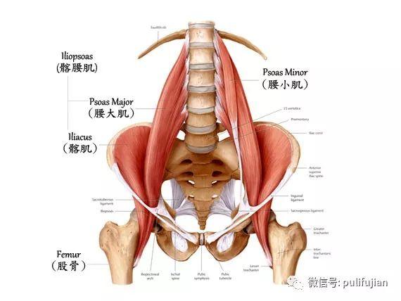 久坐 一定要拉伸的肌肉 髂腰肌 知乎