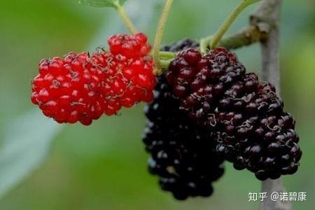 它是天然血管清道夫没事吃一点清除血管垃圾恢复血管弹性