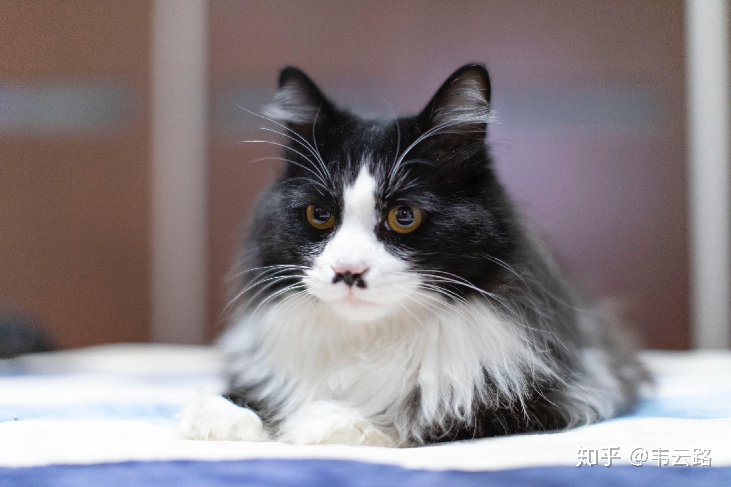 如何用手机拍好一只乌云盖雪的猫