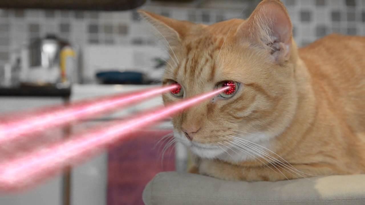 猫咪为什么会疯狂地追逐激光点? 