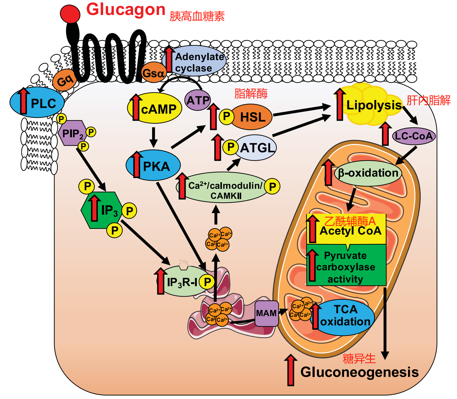 脂解與糖異生 - 知乎