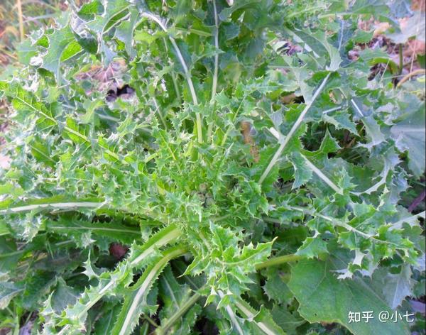 外形很像“蒲公英”,叶片带刺常被当杂草,其实价值很大值得了解 - 知乎