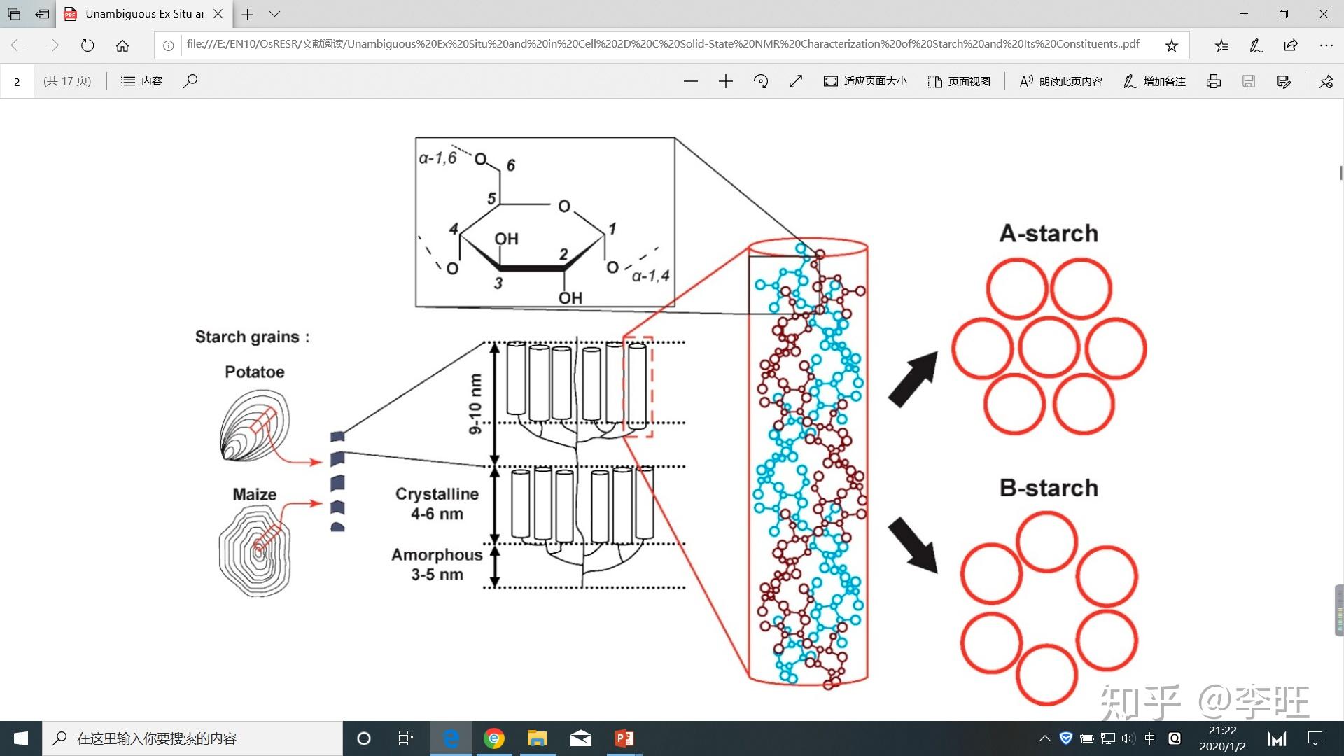 淀粉的短链 (dp 11) 太短, 不能形成跨越整个结晶片层的双螺旋结构