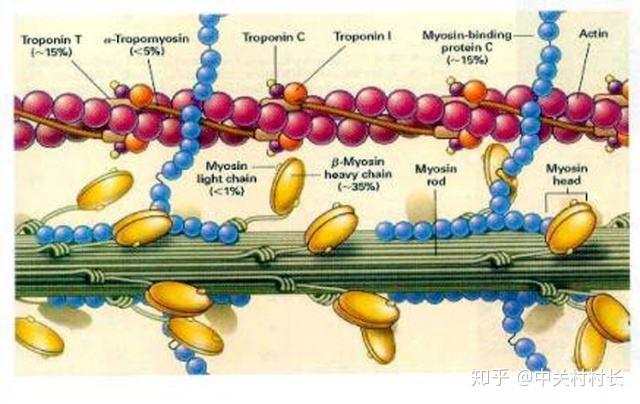 人体肌肉是怎样把化学能转变为动能的