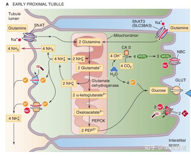 肾小管钠钾交换机制图片