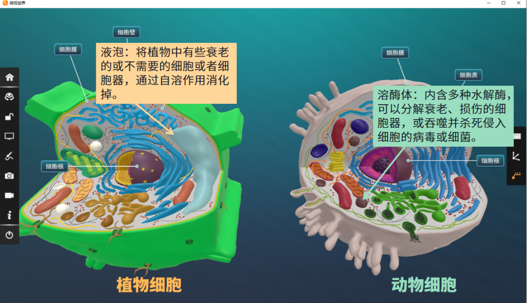 01,贮存作用液泡中的主要成分是水,但在不同种类的