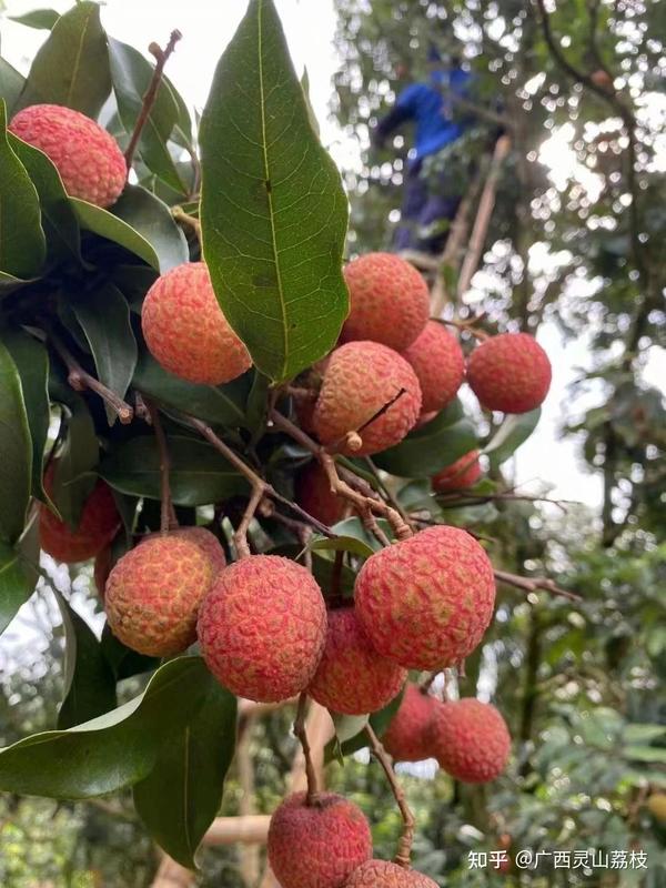 夏已至,诚邀您品尝我们家乡的广西灵山荔枝 - 知乎