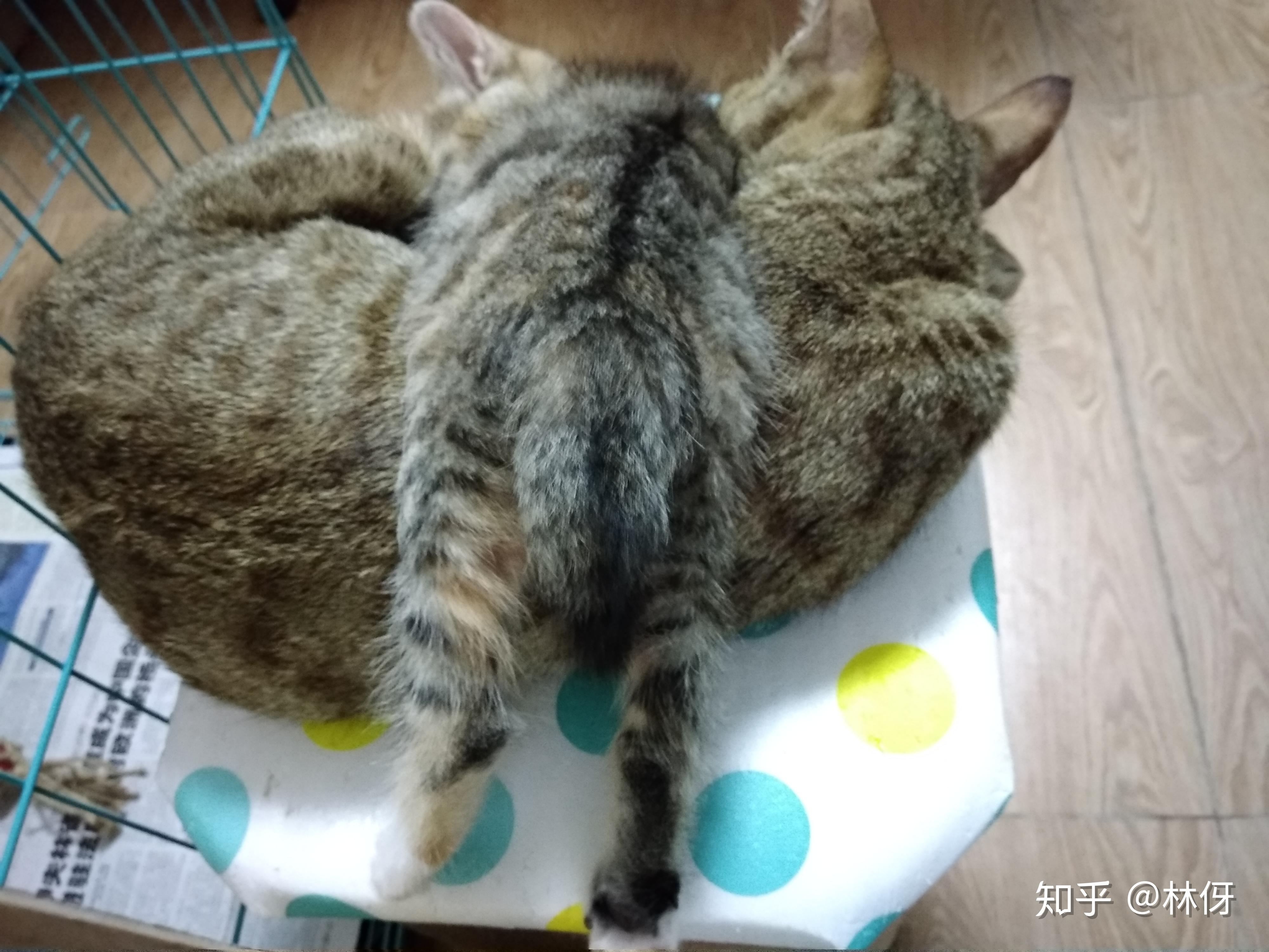 养猫记17冬菇一家子