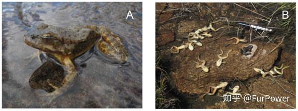 蛙壶菌简介壶菌病是两栖动物的一种新现传染病,病原是蛙壶菌(bartra