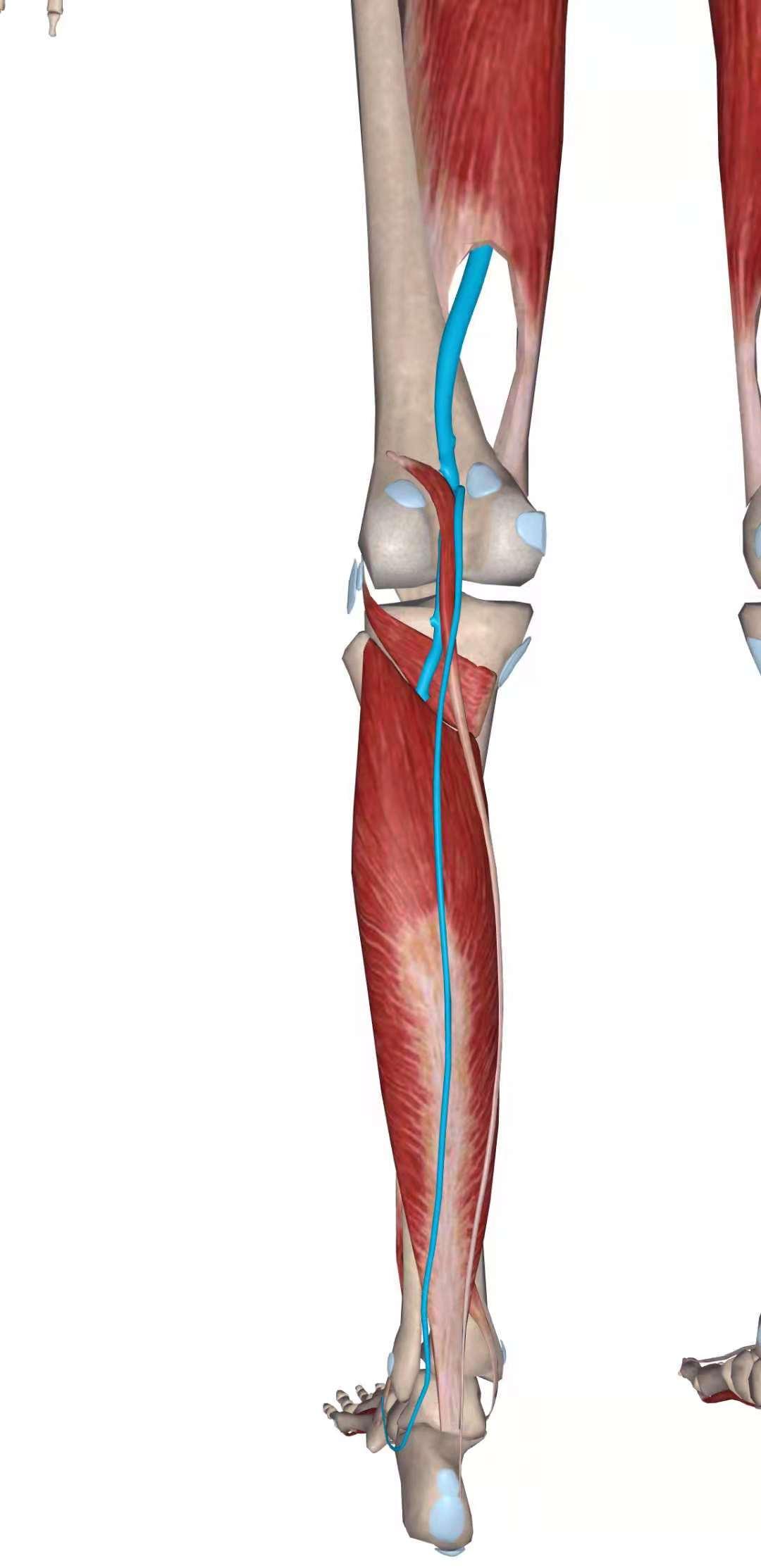 下肢静脉解剖